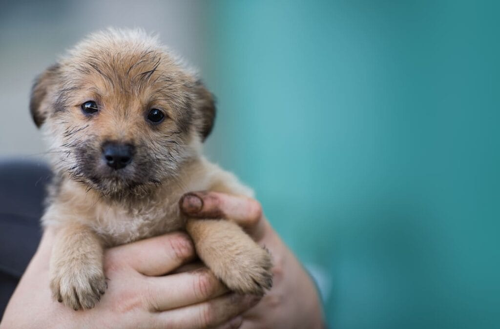Miten valita Paras koiranruoka pennulle
