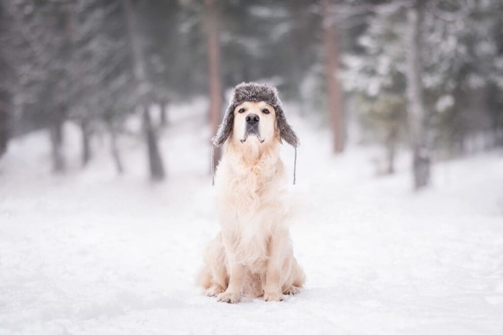 paras joululahja koiralle 2025