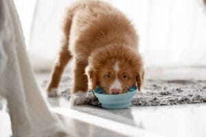 Paras koiranruoka pennulle