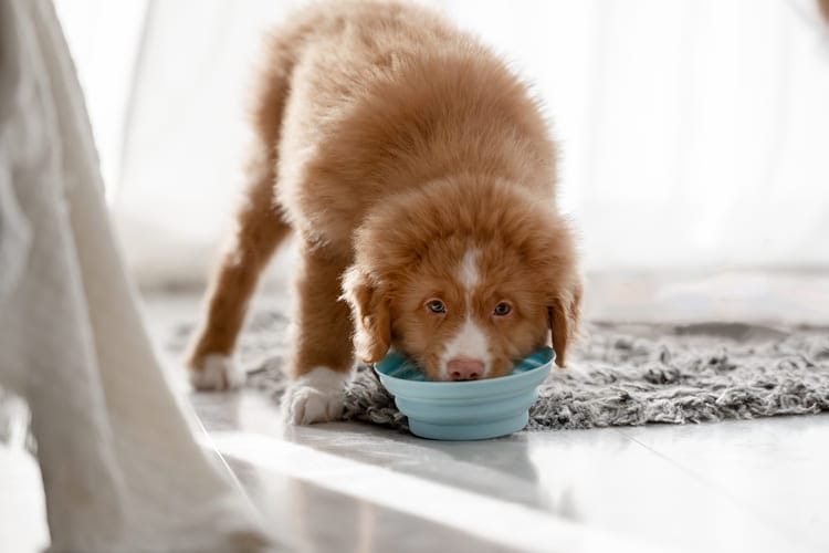 Paras koiranruoka pennulle