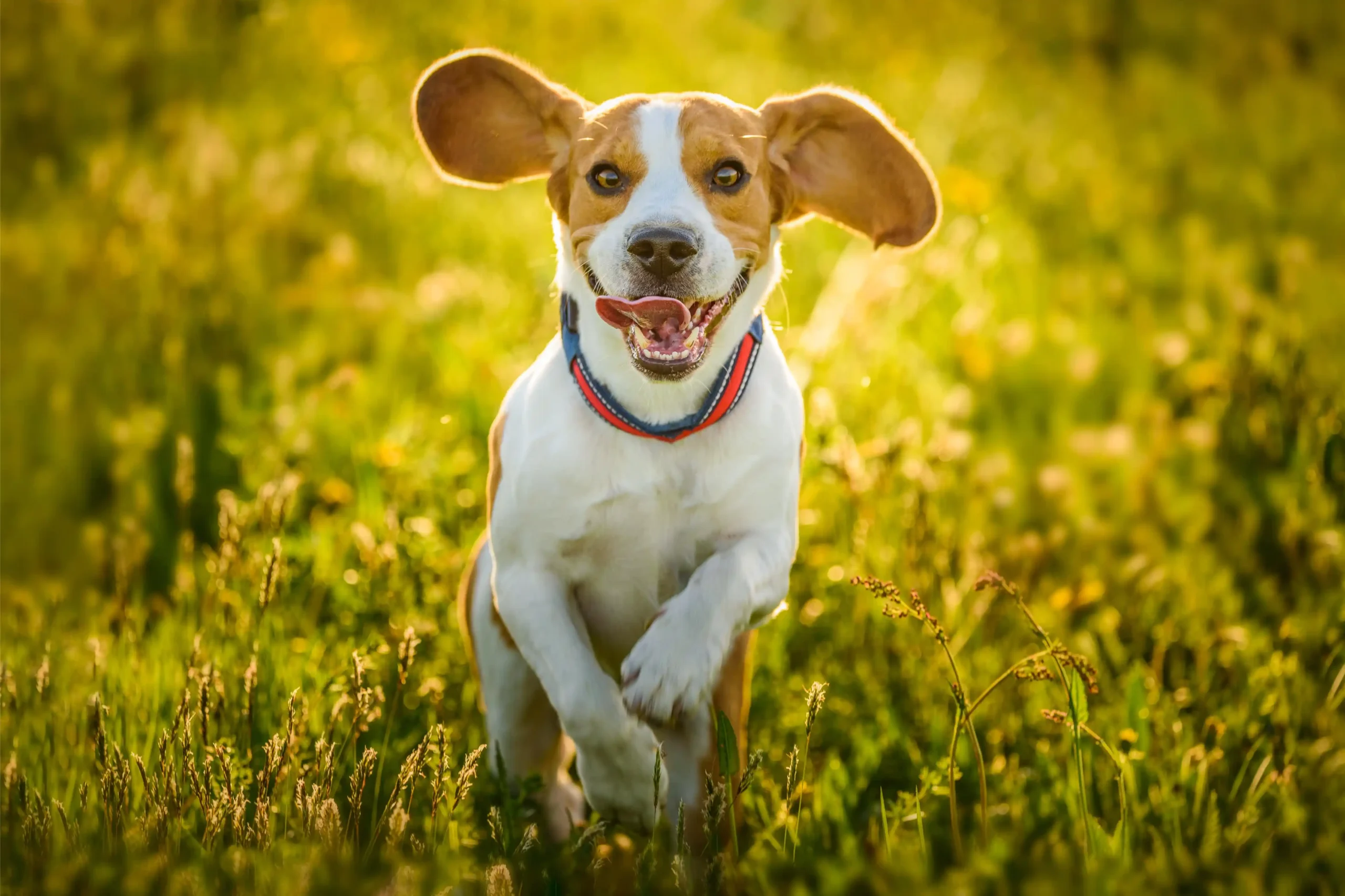 Onnellinen beagle juoksemassa niityllä valjaat päällä