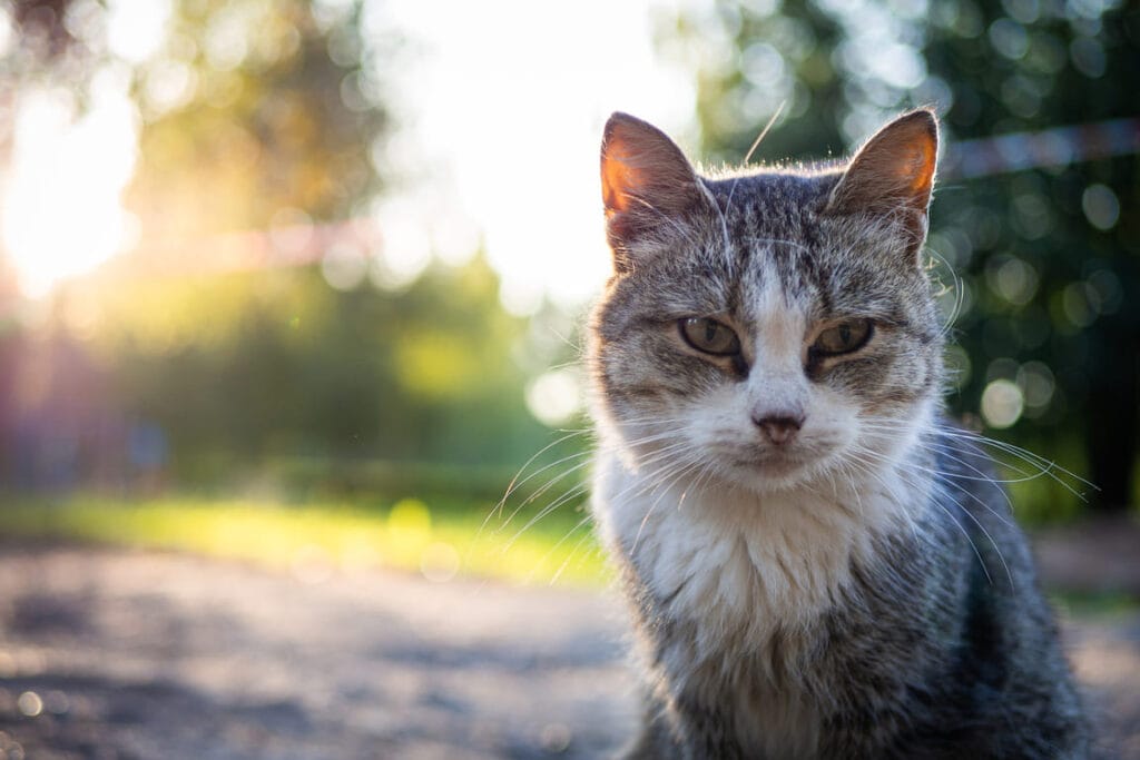 Kissan juoma-automaatin suodattimet