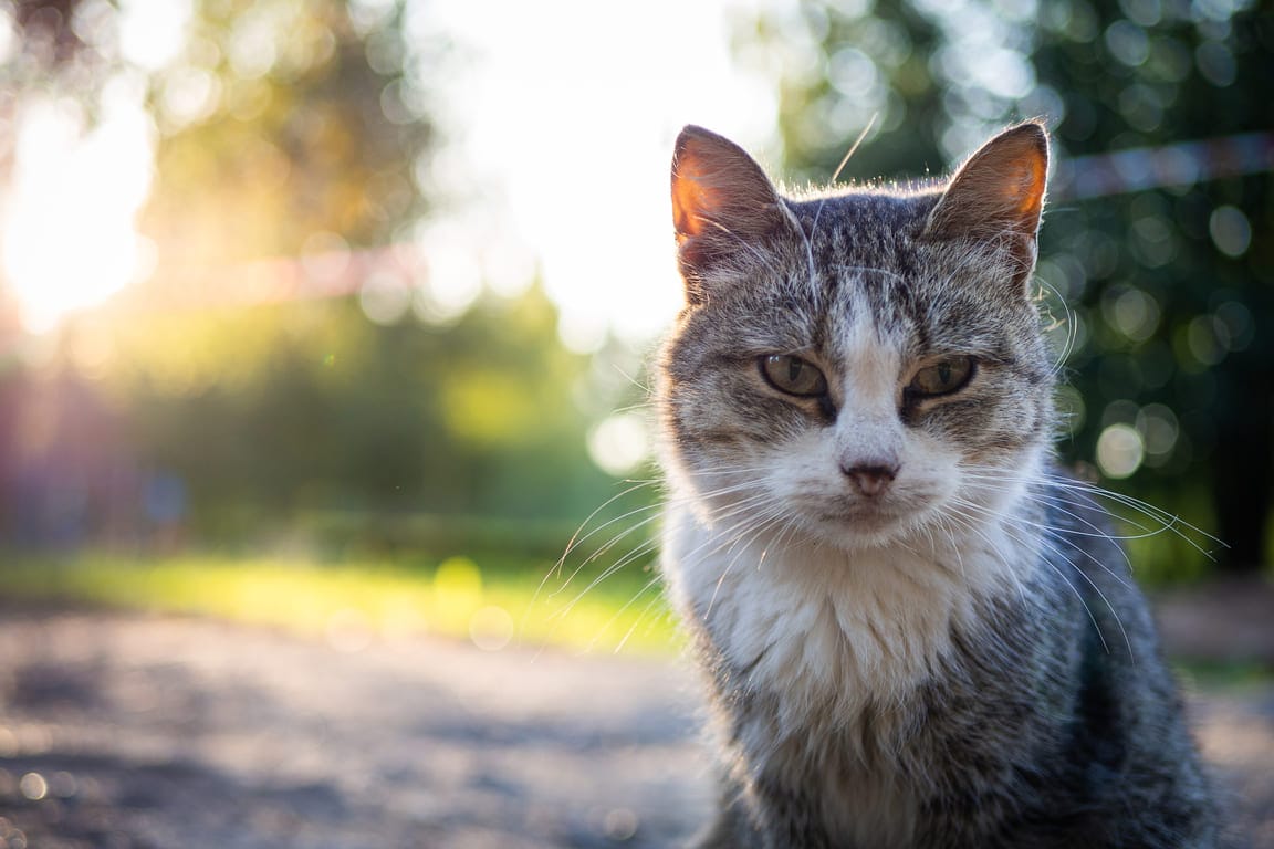 Kissa rauhallisena sisätilassa odottamassa siistiä kissanvessaa