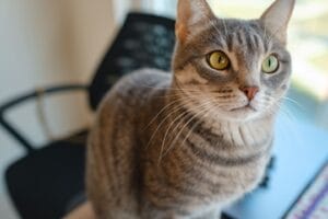 Kissanvessan siivoustuotteet ja lisävarusteet