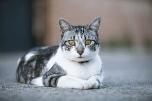 kestävä ruostumaton teräs kissanhiekkalapio