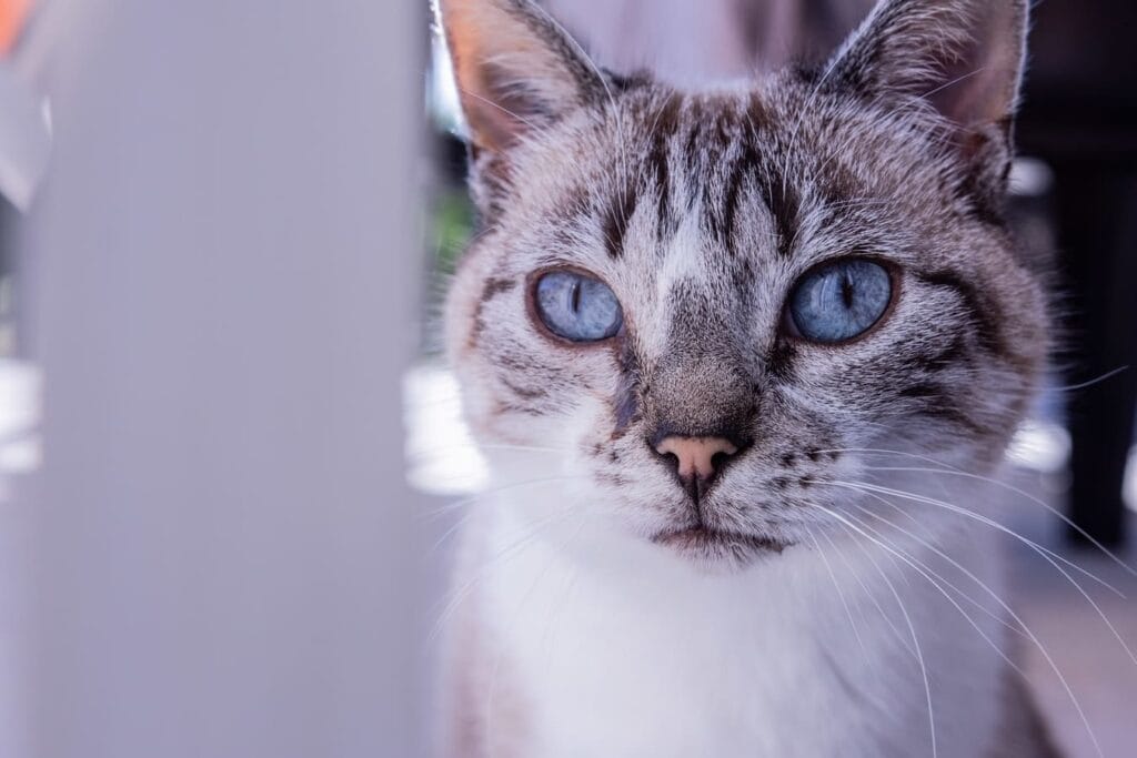 Erikoiskissanvessat vertailu