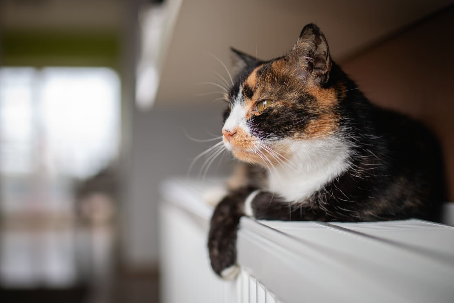 LitterLocker täyttörulla edullisesti