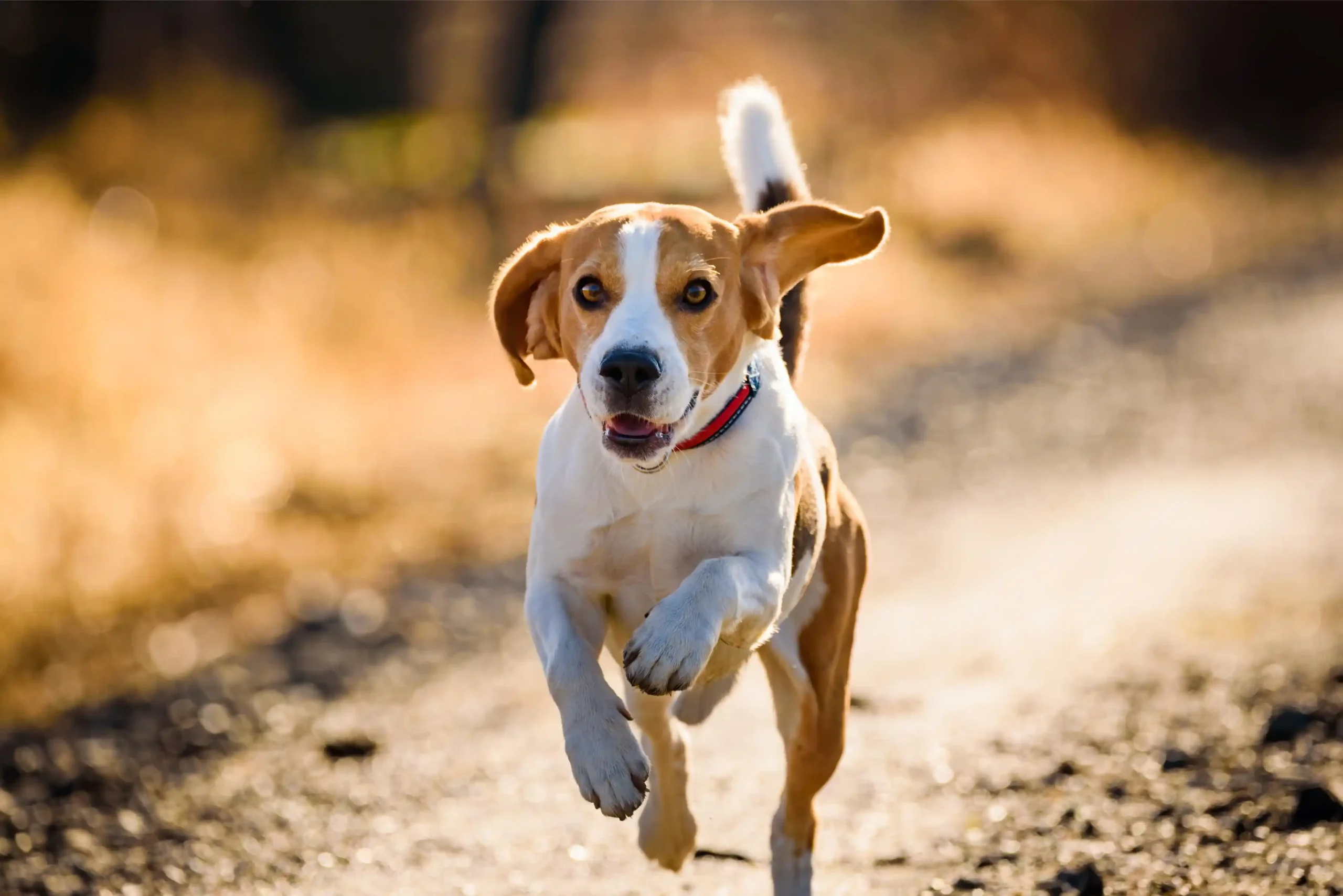 Juokseva beagle koiran vetovaljaissa