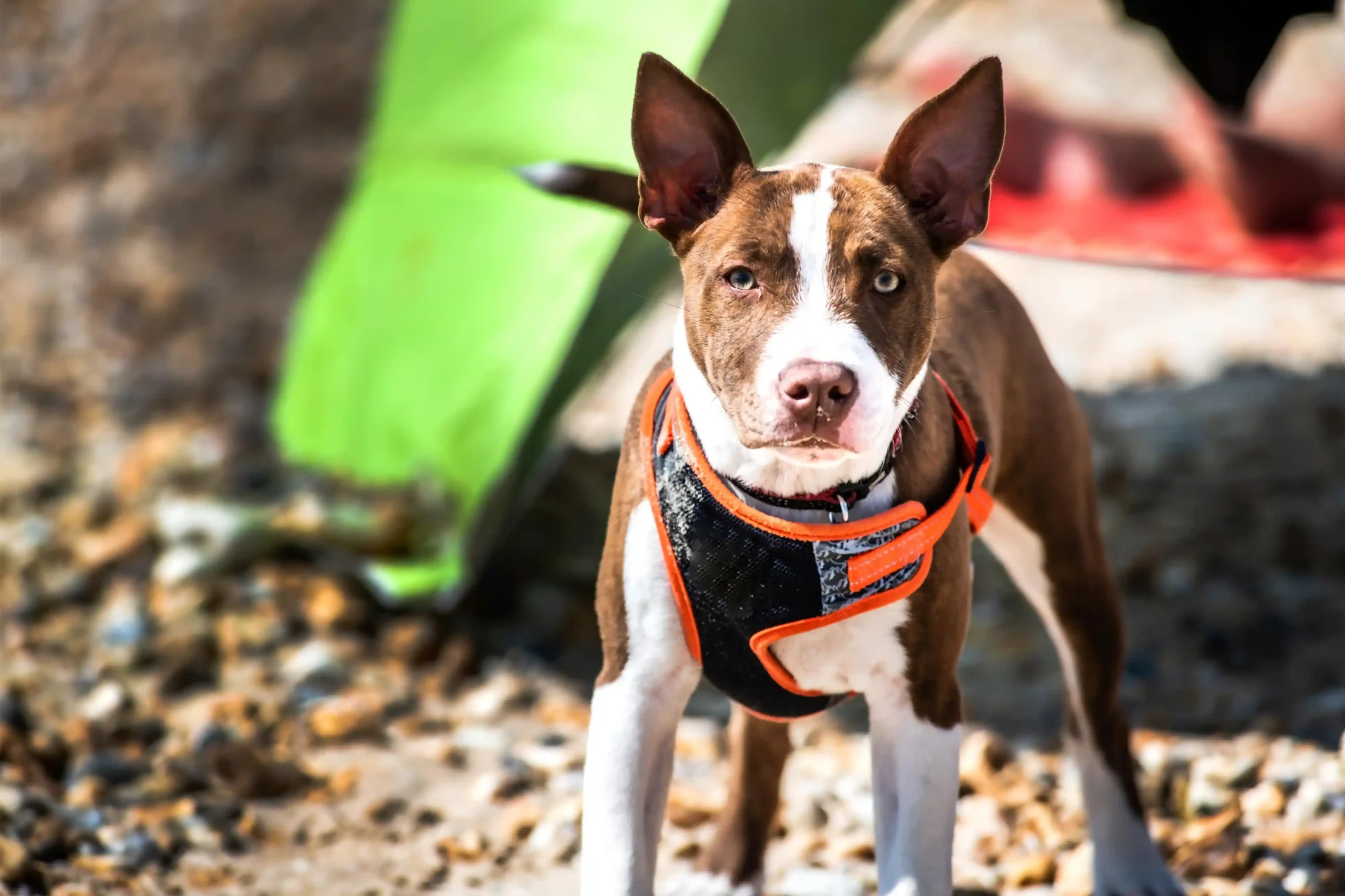 Heijastinvaljaat koiralle 2026: Parhaat ja turvallisimmat 5 Koira rannalla heijastinvaljaissa