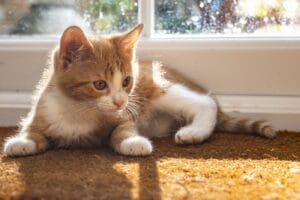 Paras kissanhiekka vertailu