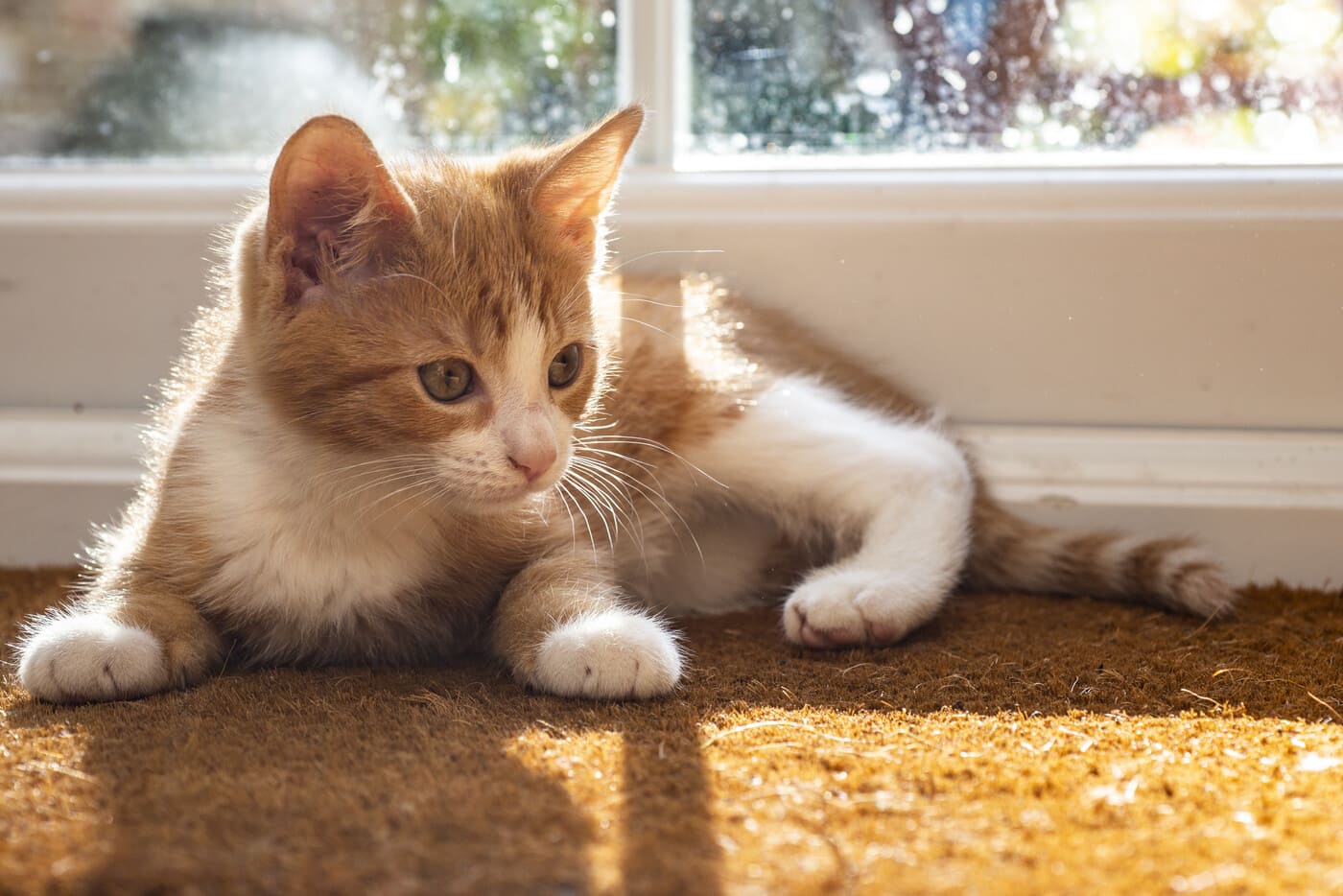 Paras kissanhiekka vertailu