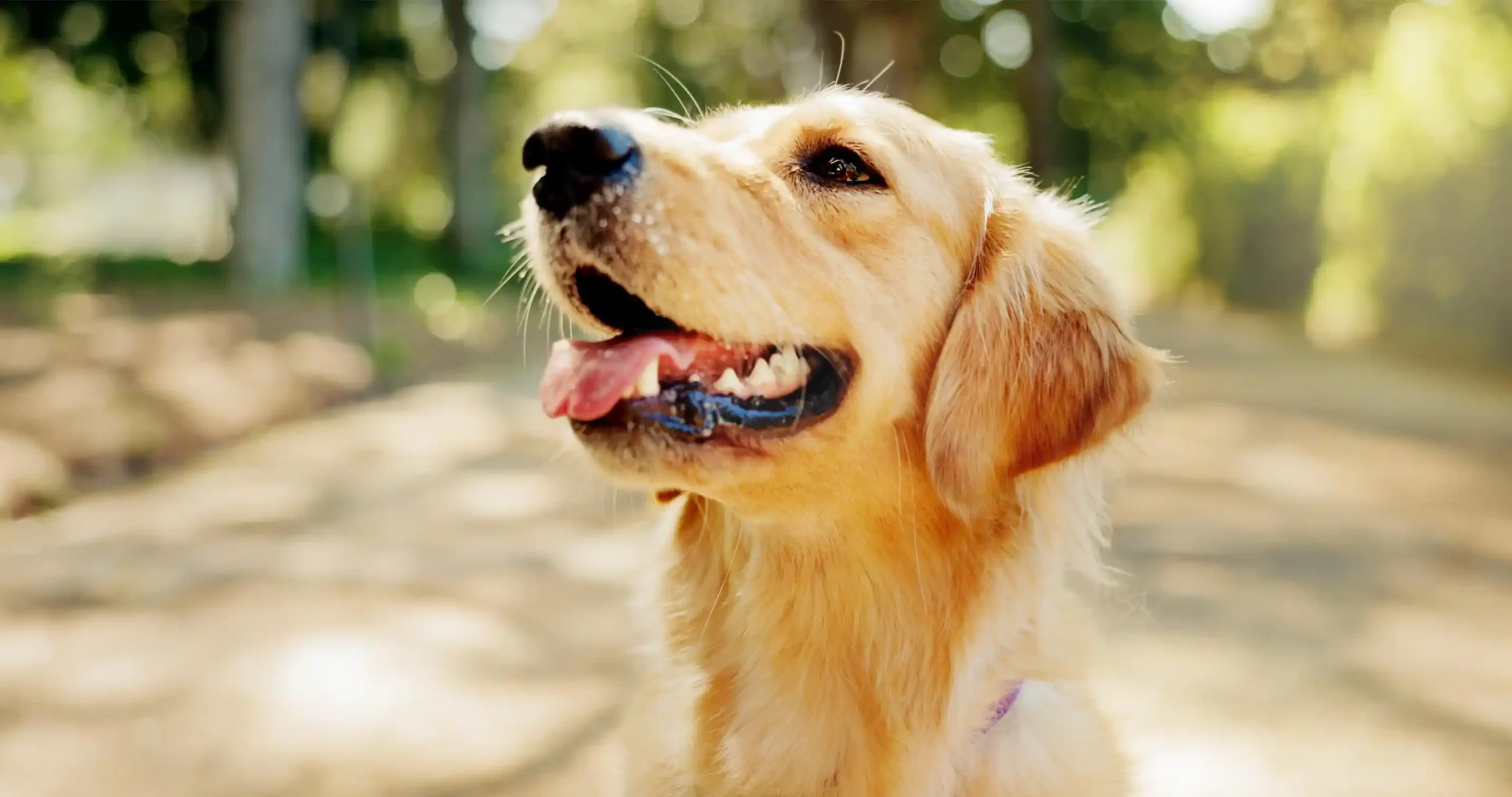 Labradori lenkillä puistossa